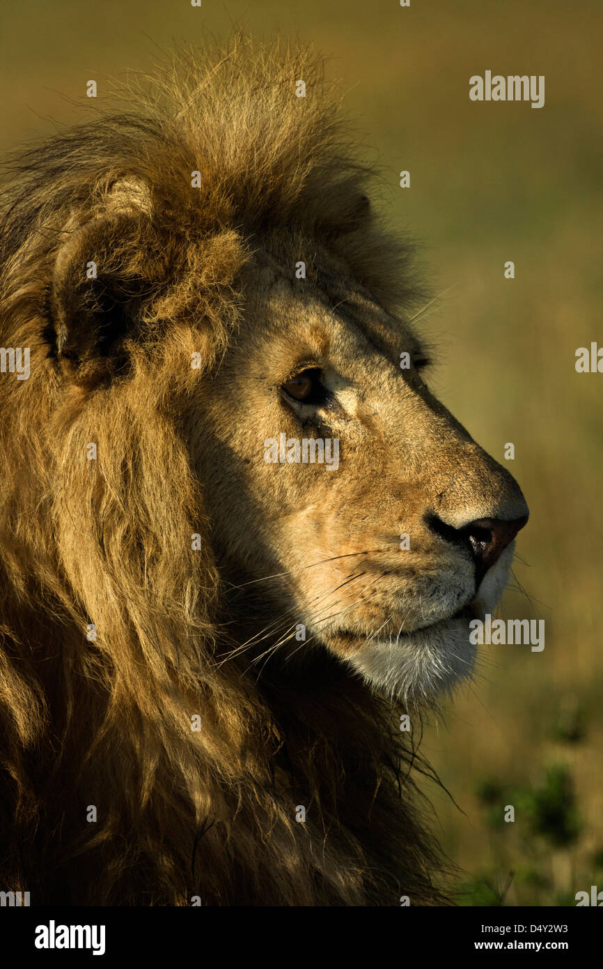 Maasai mara lion hi-res stock photography and images - Alamy