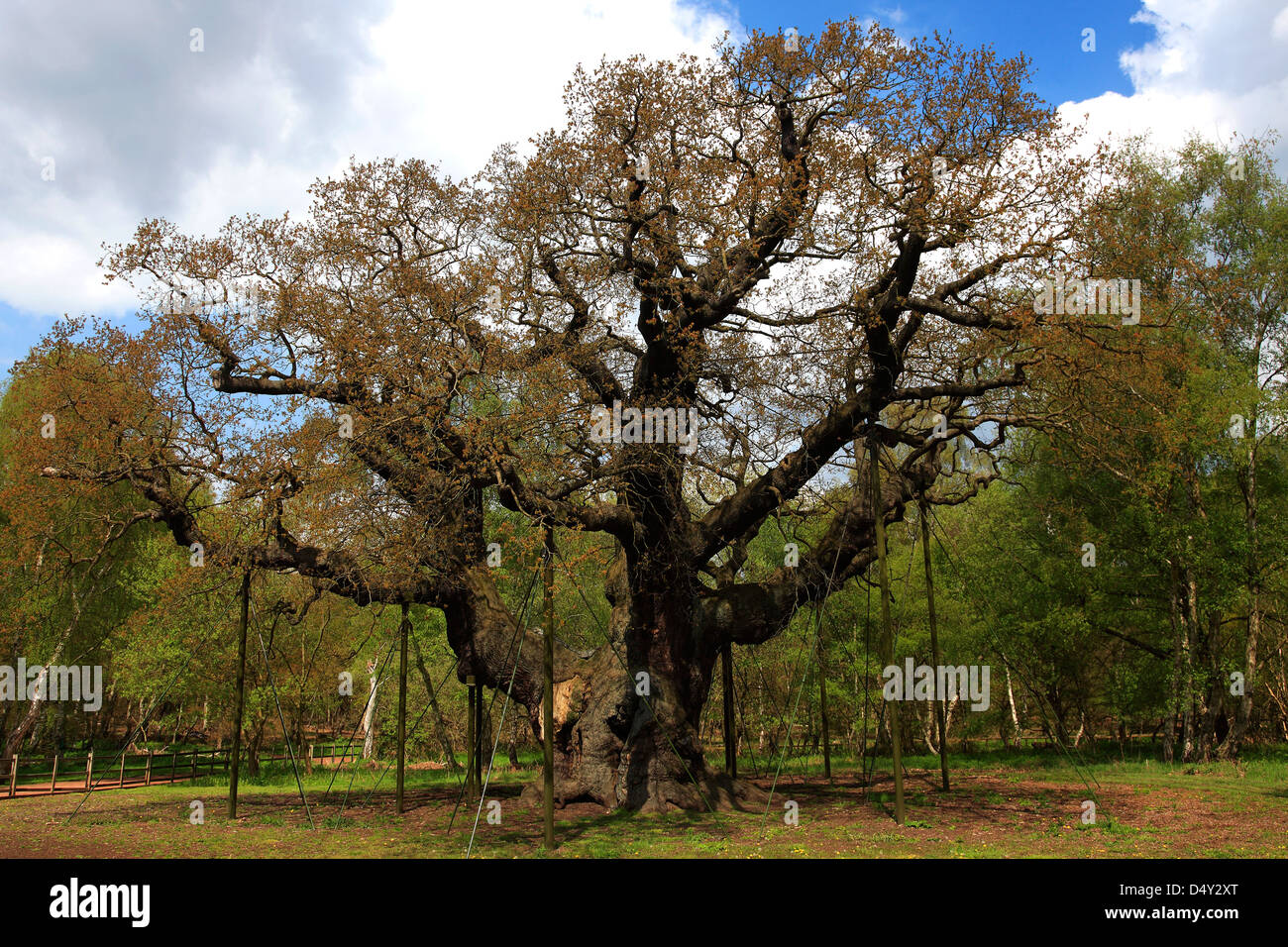 Spring oak tree hi-res stock photography and images - Alamy