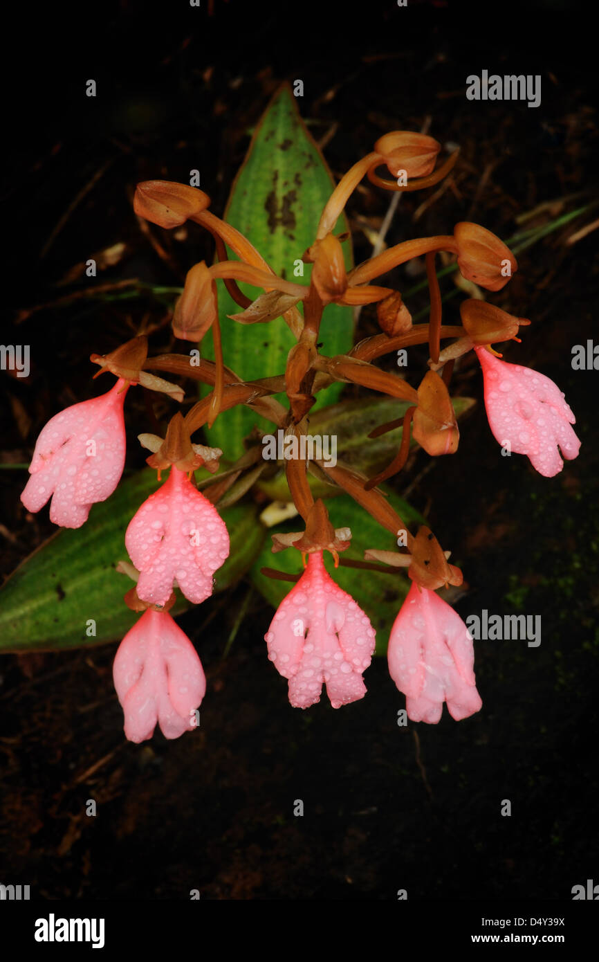 The bouquet Pink-Lipped Habenaria (Pink Snap Dragon Flower) found in tropical rain forests, Thailand. Stock Photo