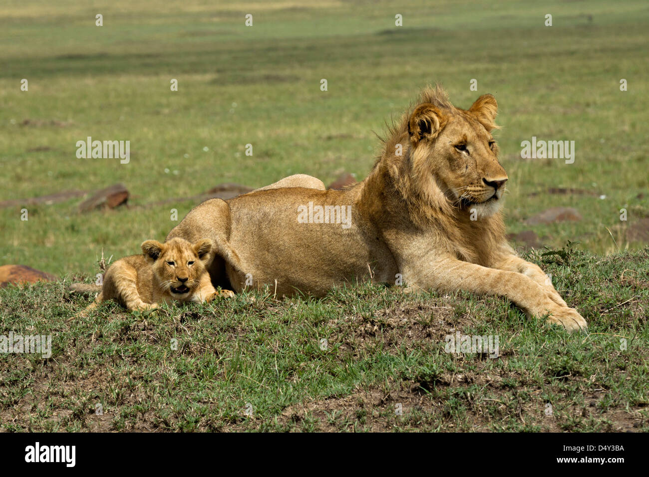 Male lion cub hi-res stock photography and images - Alamy
