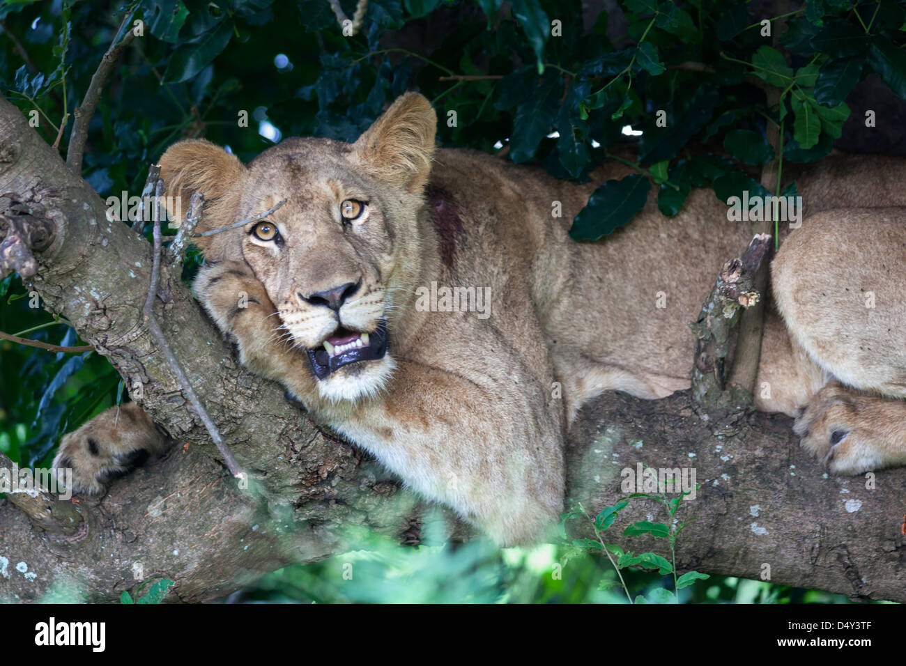 Lion (Panthera leo) in tree, &Beyond Phinda private game reserve, South Africa, February 2013 Stock Photo