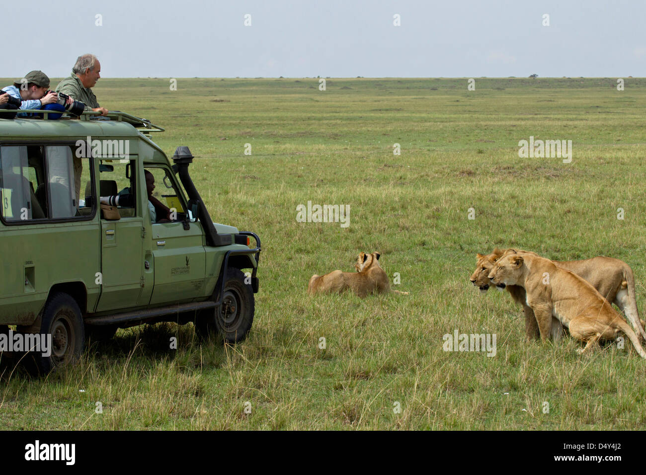 Tourists on safari viewing pride of lions, Maasai Mara, Kenya Stock Photo