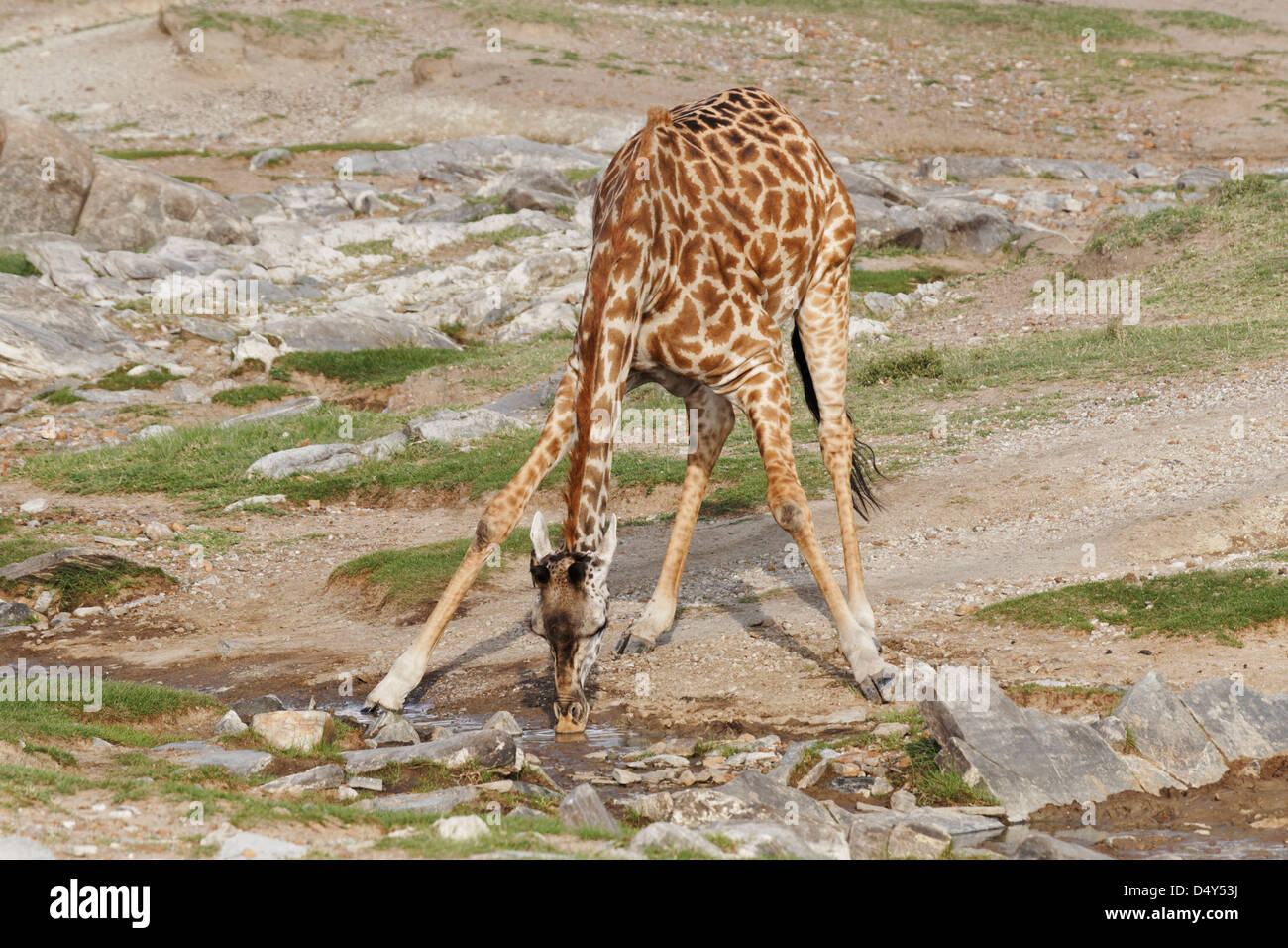 Maasai Giraffe bent over drinking from stream, Maasai Mara, Kenya Stock Photo