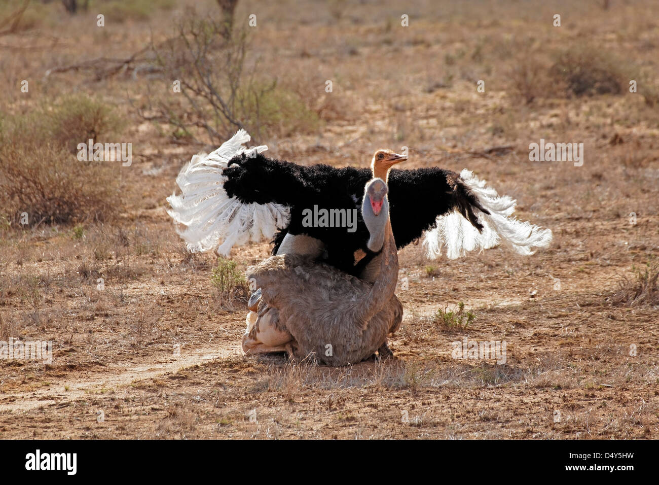 Male and female Ostriches mating, Samburu National Game Reserve, Kenya Stock Photo