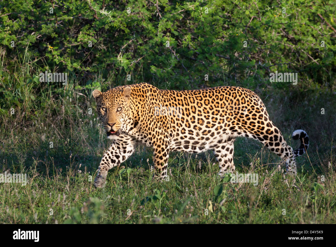 Leopard male (Panthera pardus), &Beyond Phinda private game reserve, Kwazulu Natal, South Africa, February 2013 Stock Photo