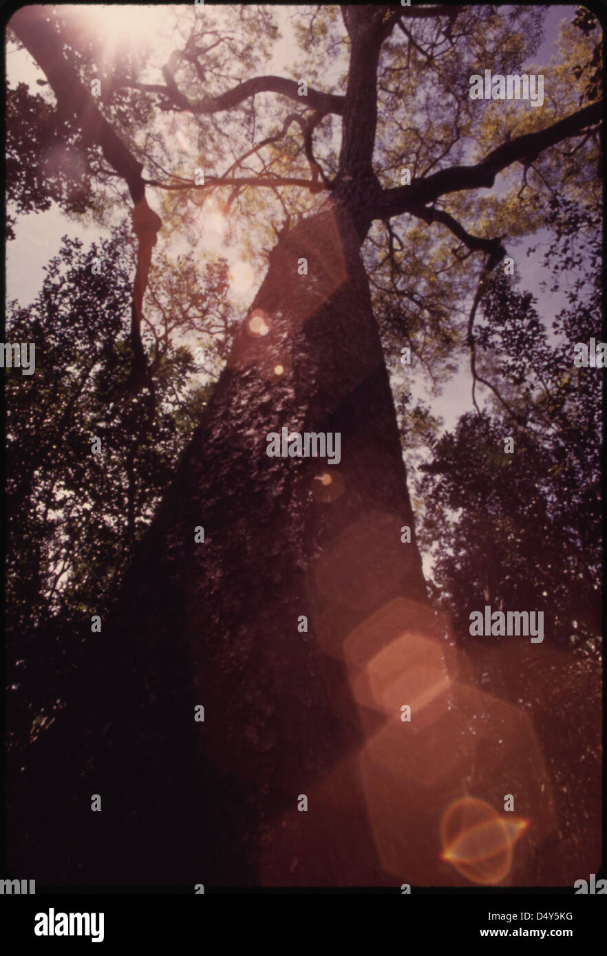 One of Key Largo's Remaining Mahogany Trees... Stock Photo