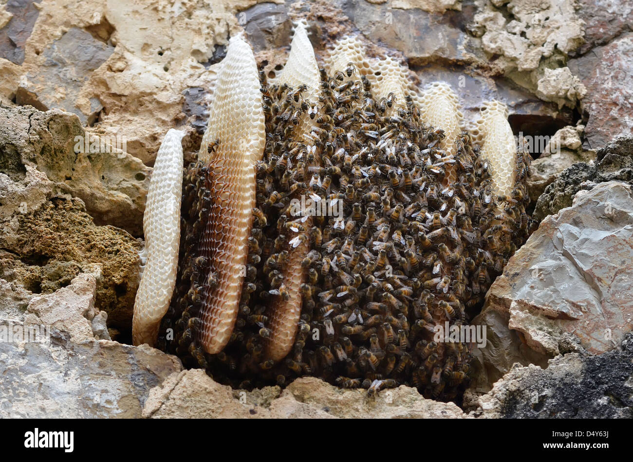 Bee hive on the ruins of an old sugar mill at Watcho Beach, St. Croix, U.S. Virgin Islands. Stock Photo