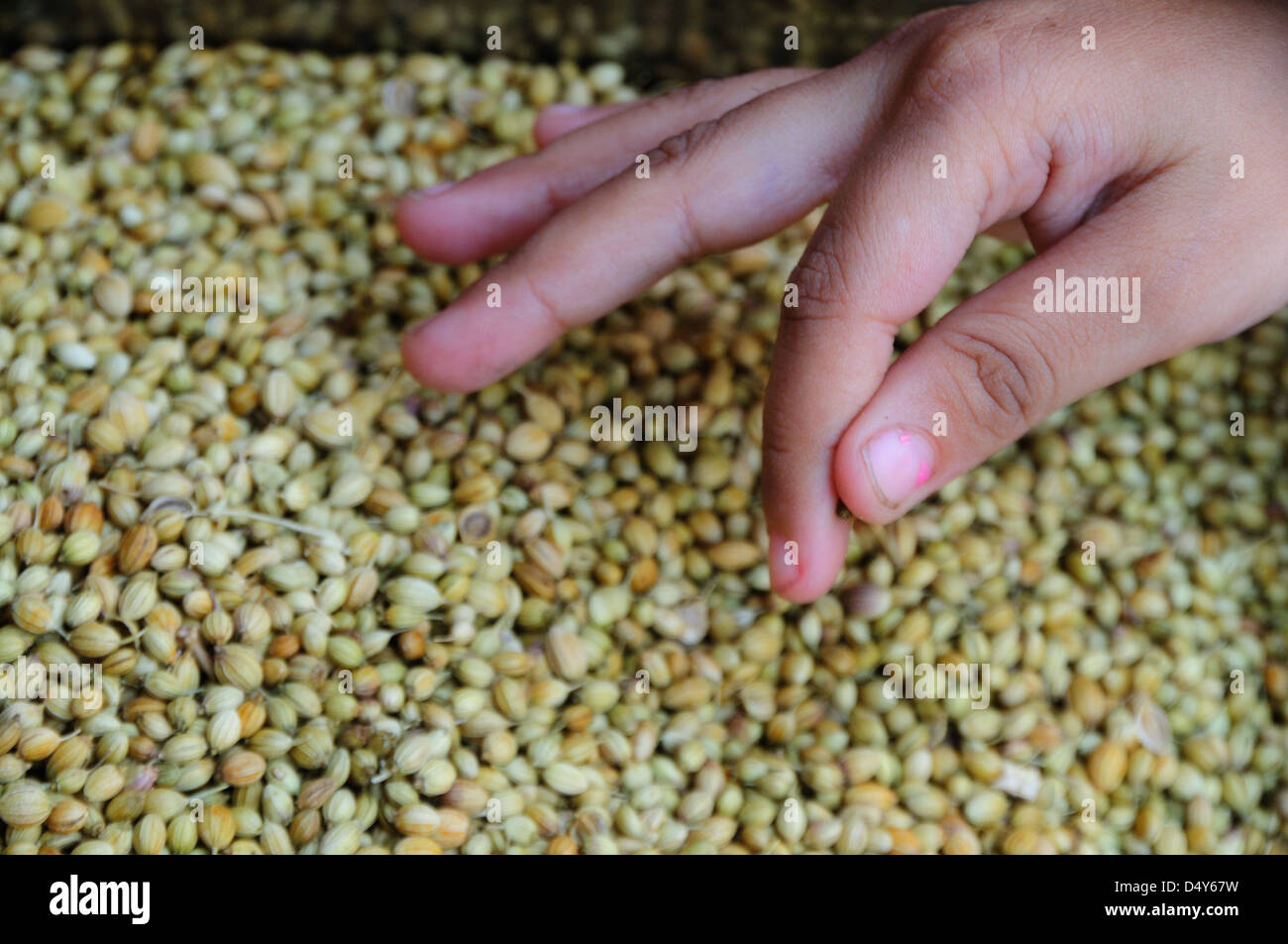 Indian spice roasted coriander Stock Photo Alamy