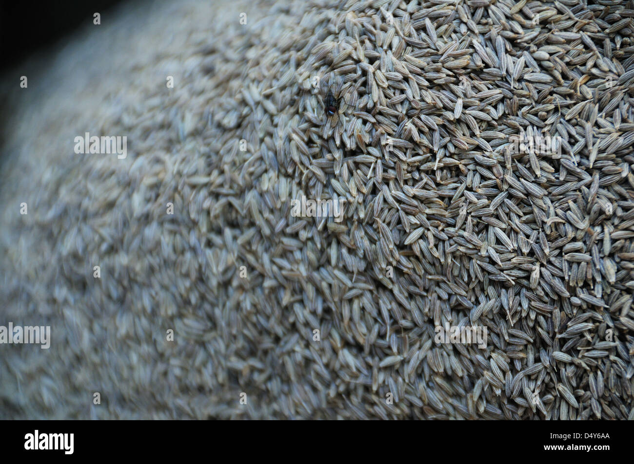 Indian spice Cumin Stock Photo Alamy