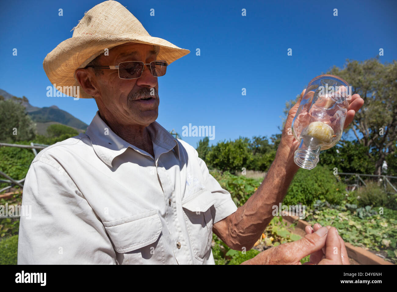 Gardener showing plum grown in bottle, market garden, Babylonstoren estate, Western Cape, South Africa, February 2013 Stock Photo