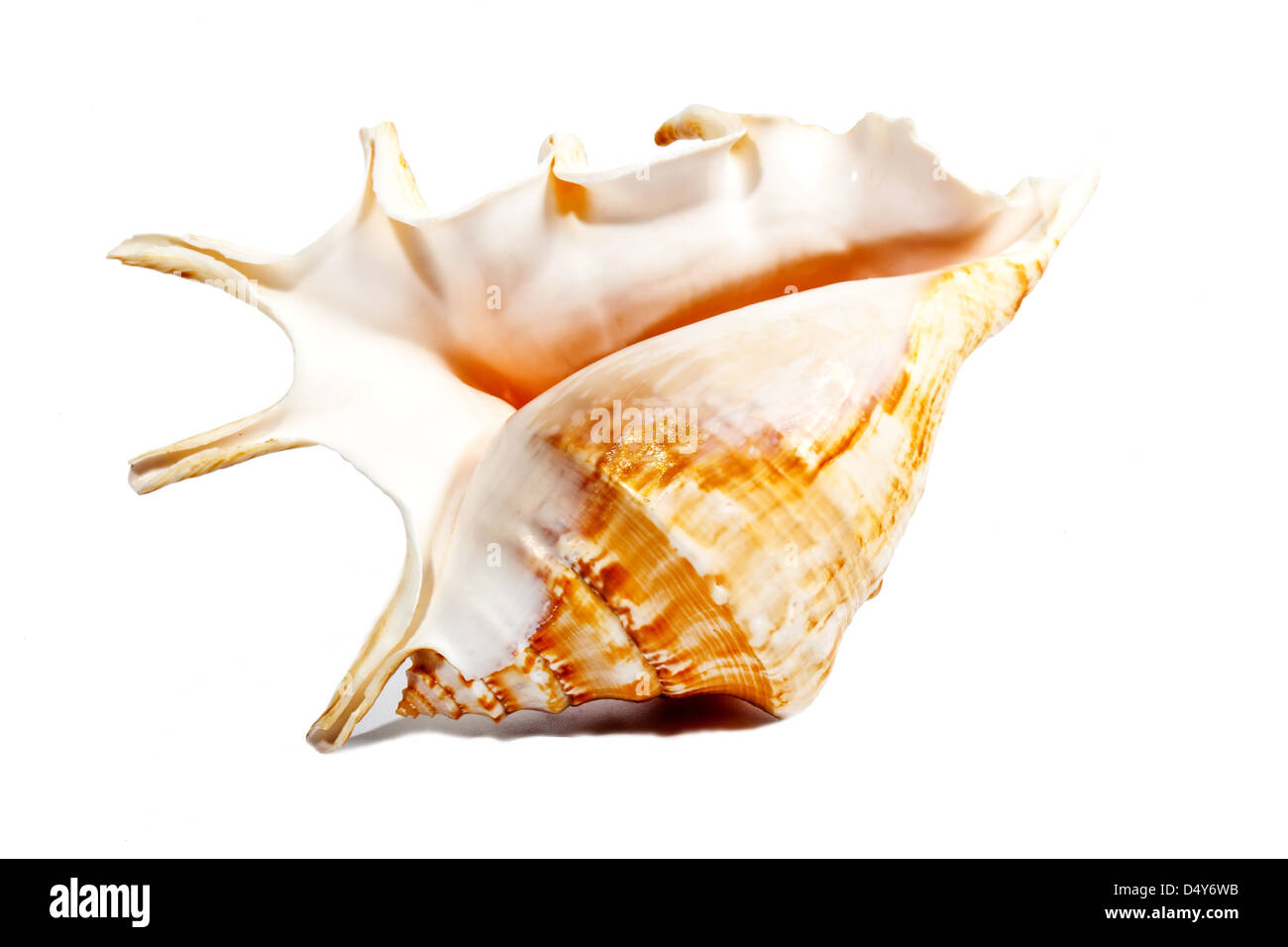 Orange and white seashell hi-res stock photography and images - Alamy