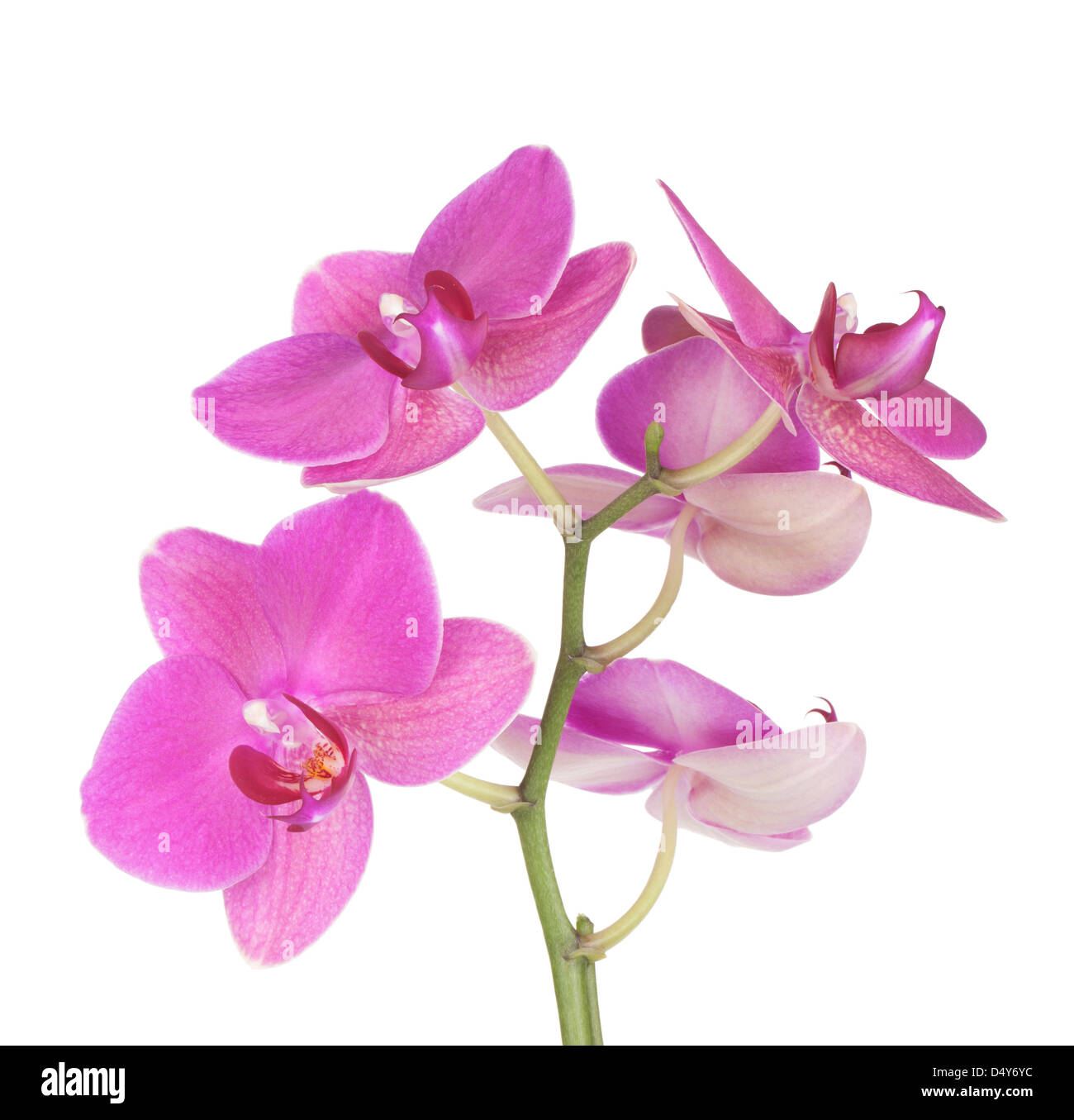 Pink orchid flowers. Isolated on white background Stock Photo - Alamy