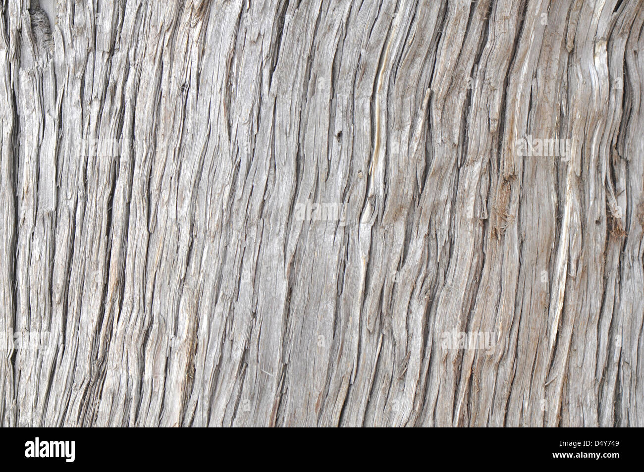 Aged wood bark with irregular texture, can be used as background Stock Photo