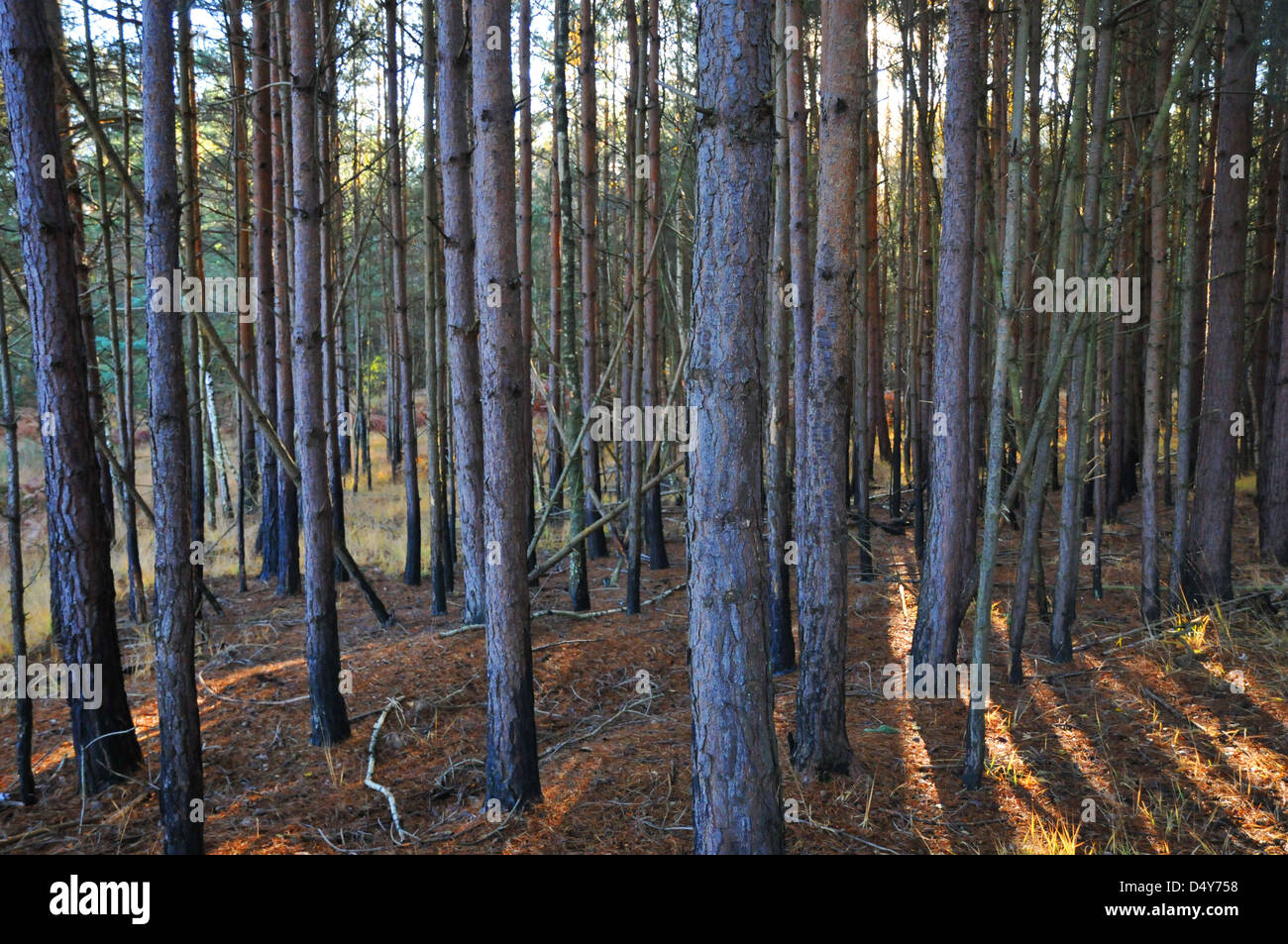 Tall straight trunks trees in hi-res stock photography and images - Alamy