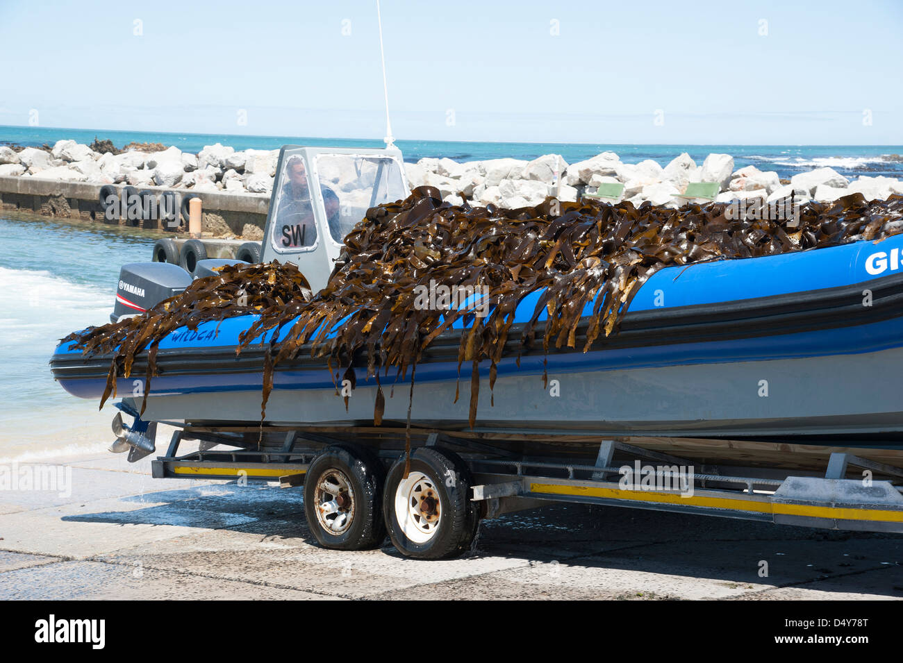 Seaweed industry. Bringing harvested seaweed ashore for the Taurus Chemical company at Kleinbaai Western Cape South Africa Stock Photo