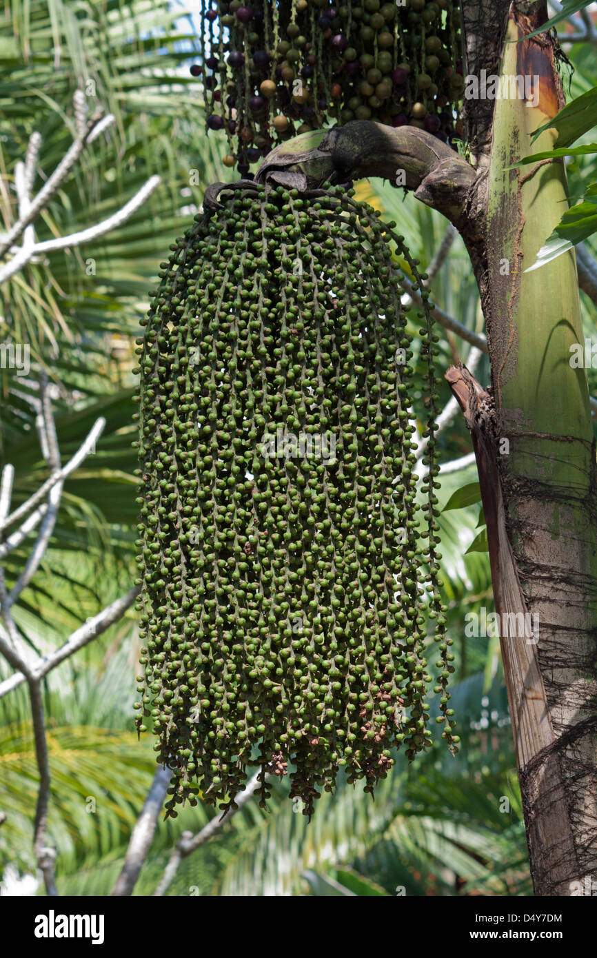 Cluster of unripe dates hanging from date palm tree Stock Photo