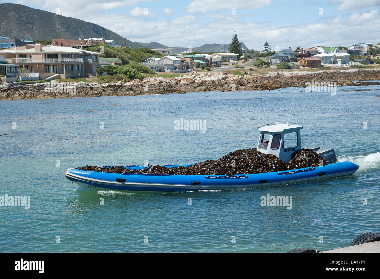 Seaweed industry. Bringing harvested seaweed ashore for the Taurus Chemical company at Kleinbaai Western Cape South Africa Stock Photo