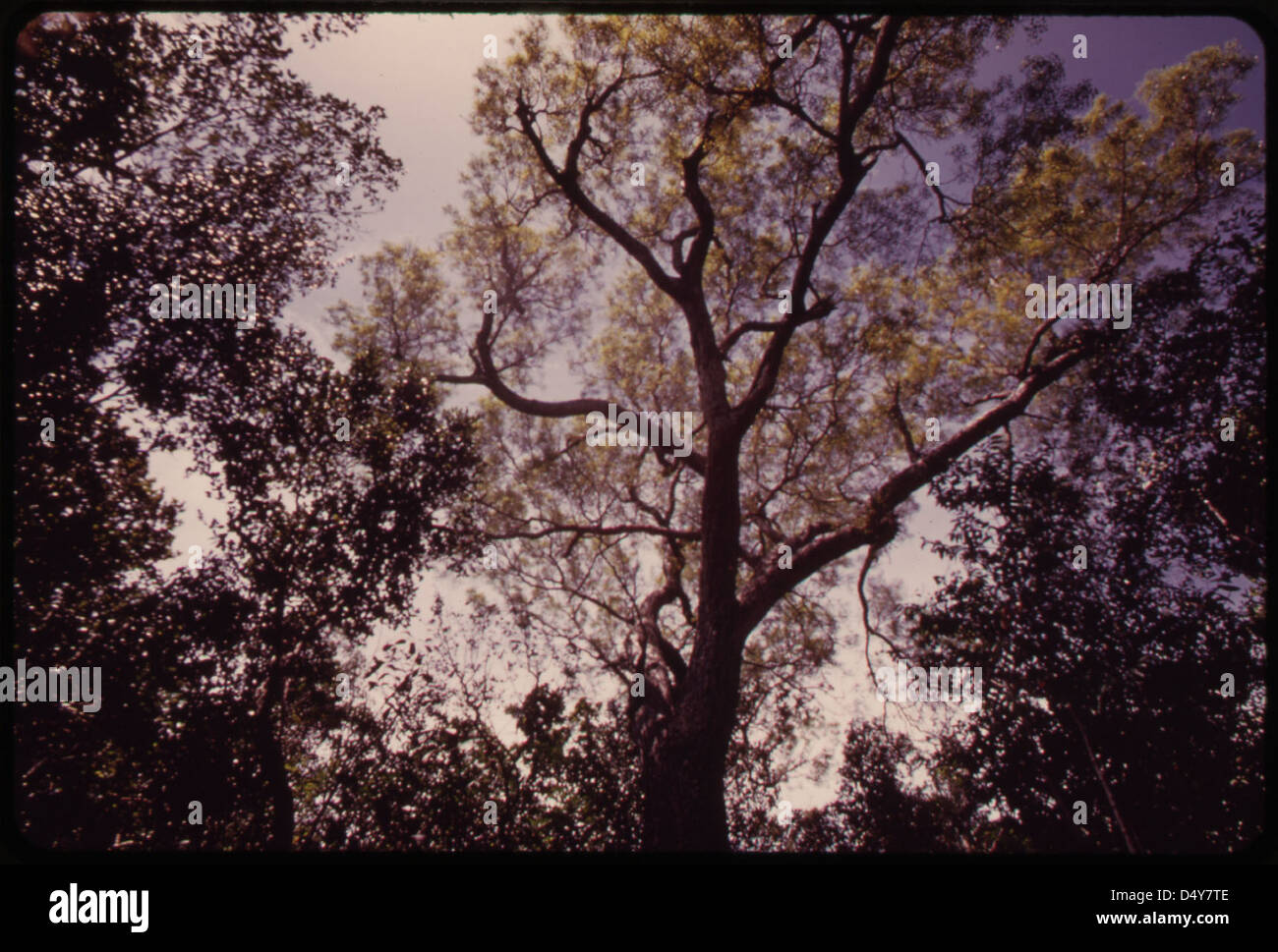 One of the Prized Mahogany Trees for Which Key Largo Was Famous. Despite Loss through Land Development. Many of These Trees Still Stand, and Can Be Found with Persistence and a Good Guide to the Area. Stock Photo