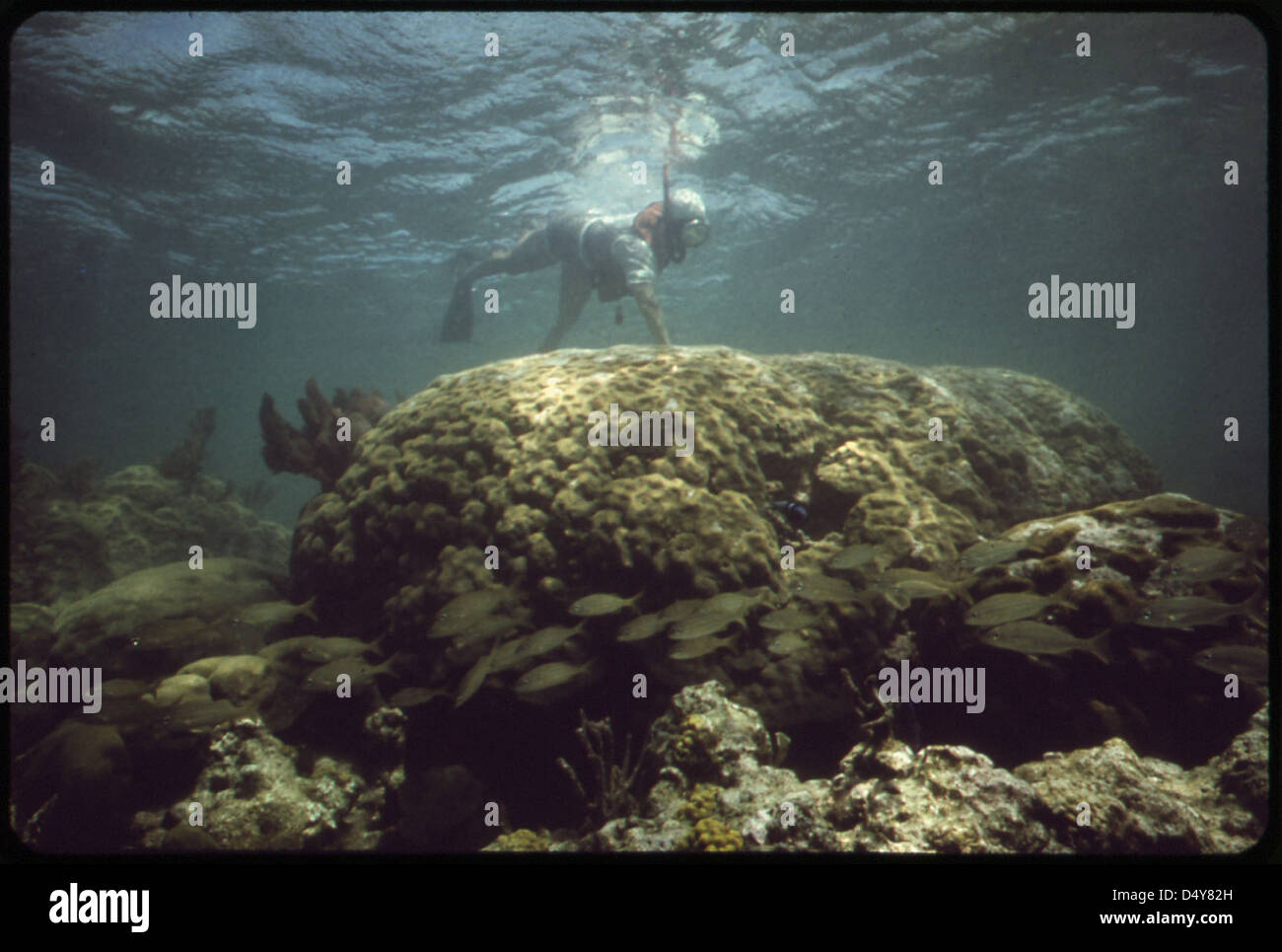 Snorkeling at John Pennekamp Coral Reef State Park near Key Largo. Long