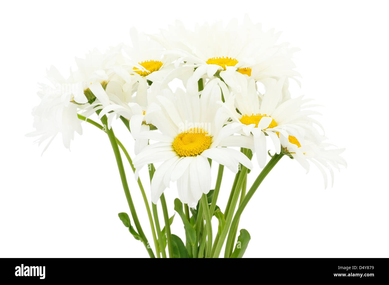 Bouquet of chamomile flower isolated on white background Stock Photo ...