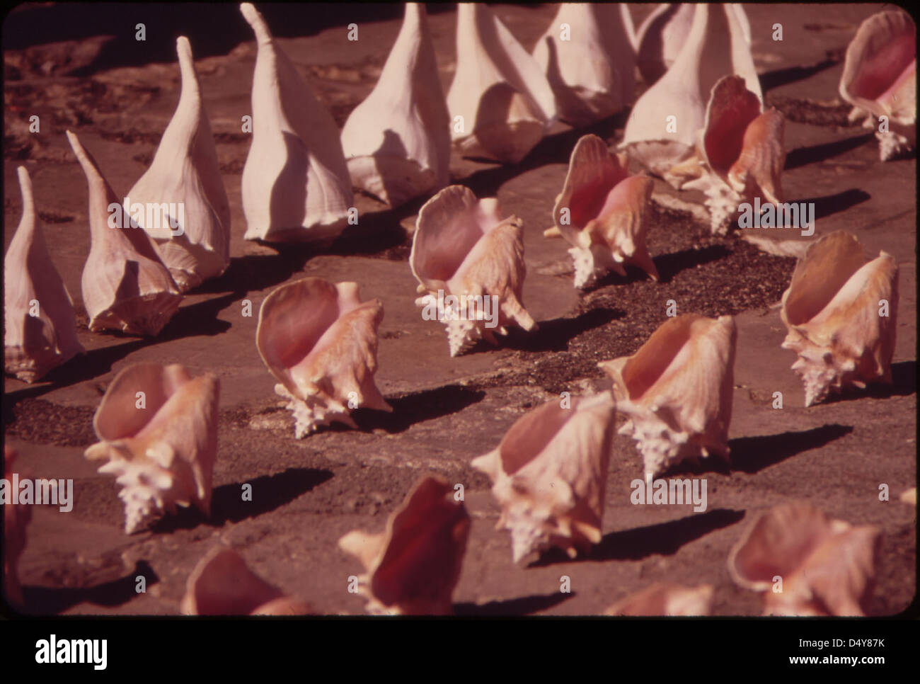 Souvenir Seashells Are Lined Up for Sale Here on the Southernmost Point of the United States. Stock Photo