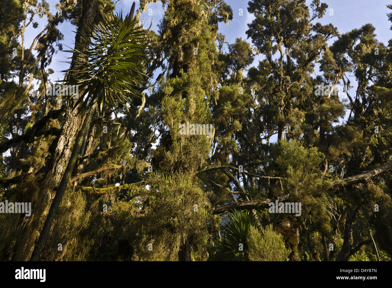 Tropical Mountain Forest, Rwenzori, Uganda Stock Photo