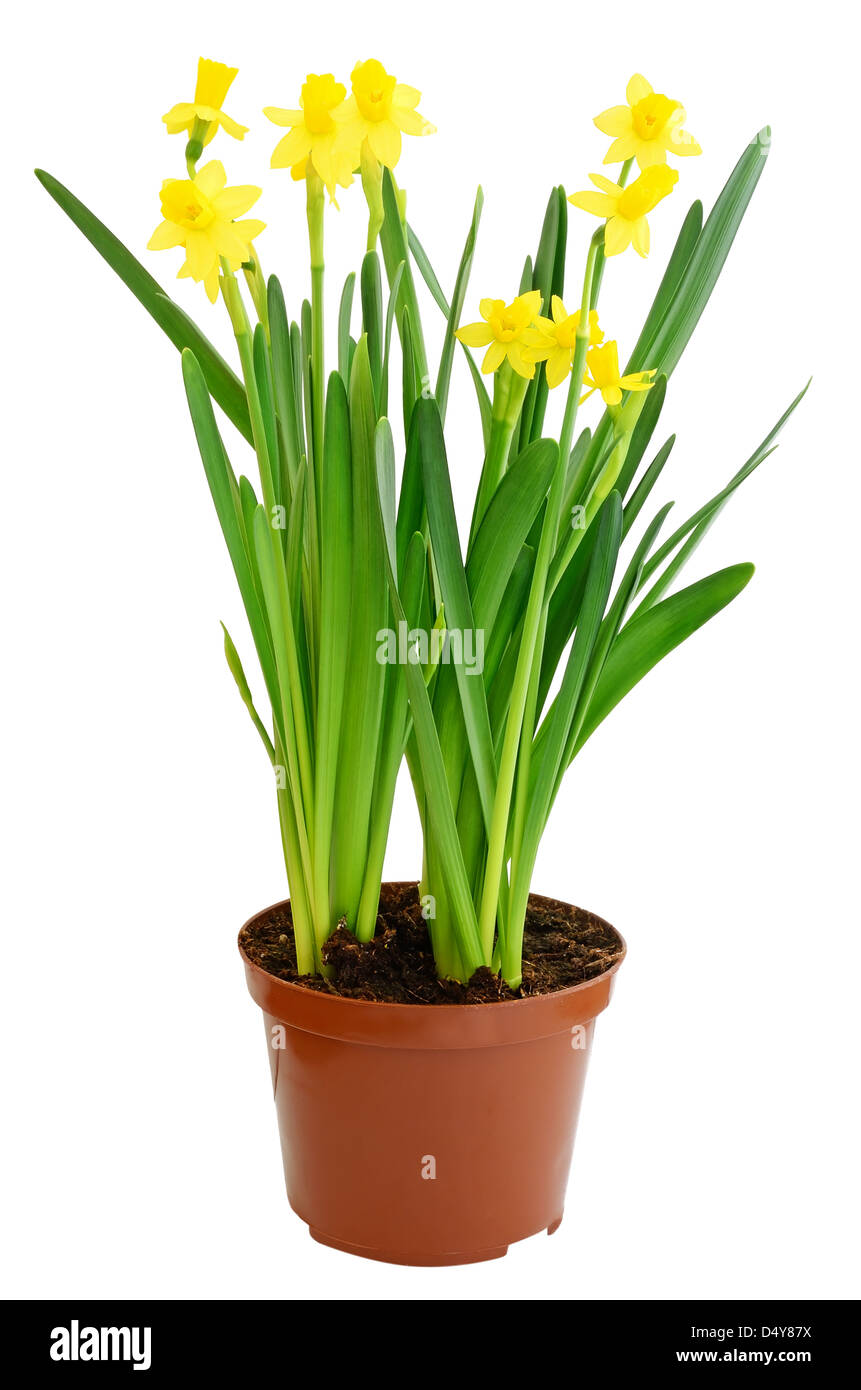 Narcissus flowers in a flowerpot isolated on white background Stock