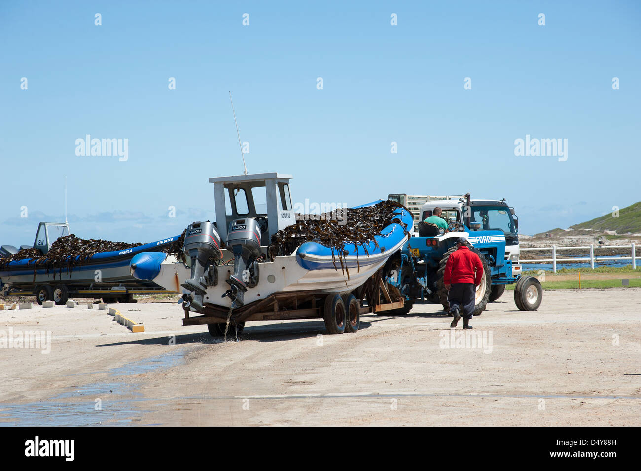 Seaweed industry. Bringing harvested seaweed ashore for the Taurus