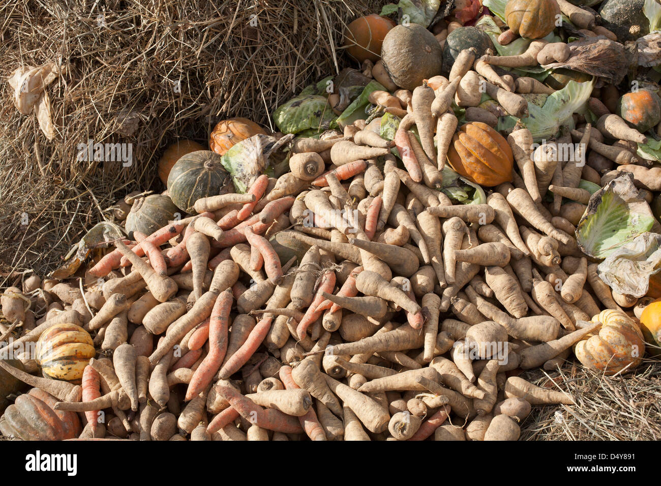 Community Supported Agriculture (CSA) farm has discarded damaged vegetables into a compost pile. Stock Photo