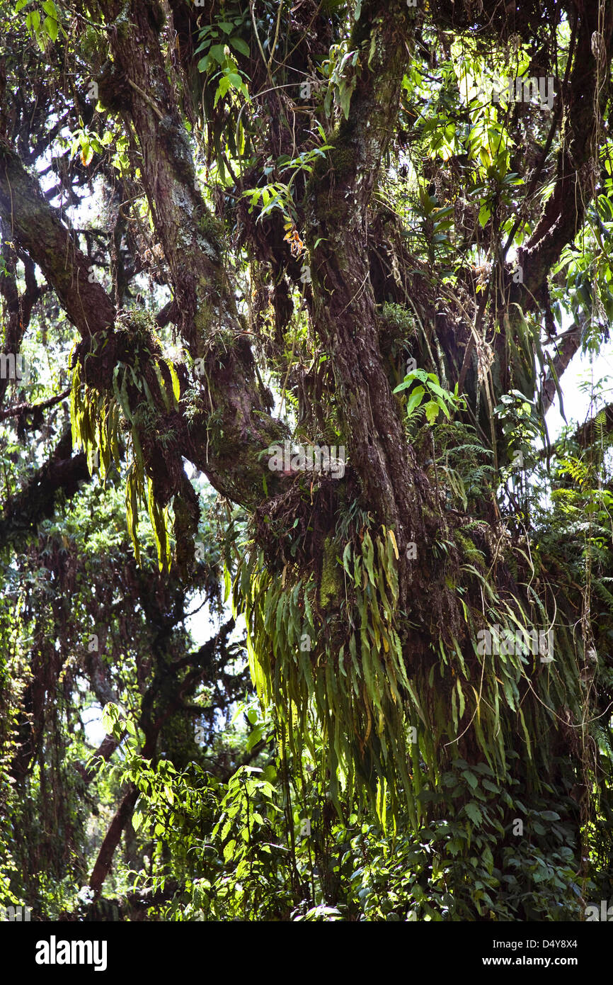 Rain forest with Kosobaum stocks, Ruwenzori, Uganda. Stock Photo