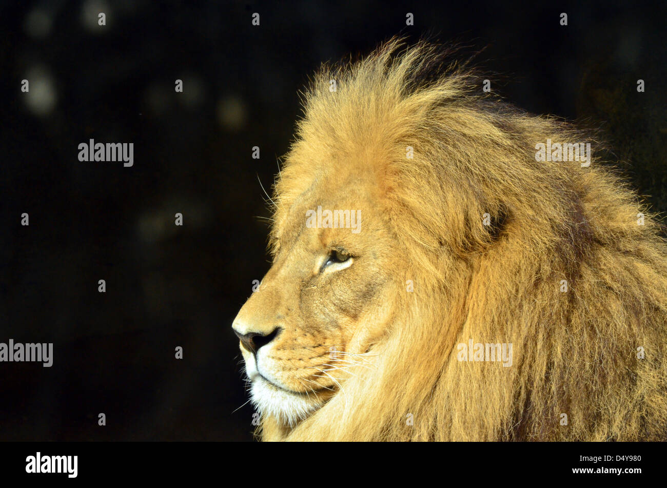 Lion Face Profile High Resolution Stock Photography and Images - Alamy