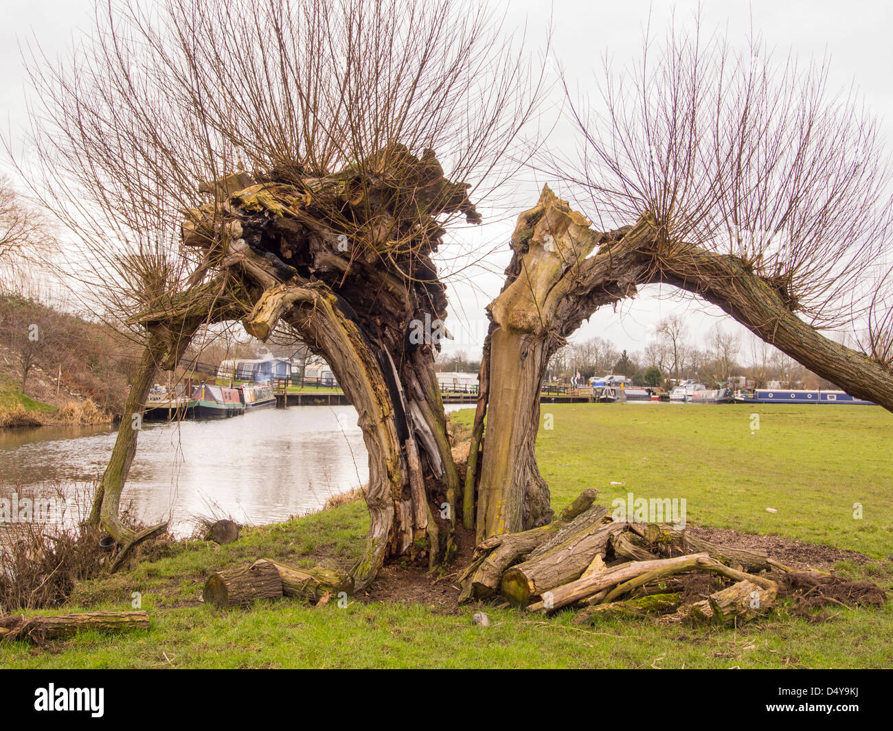 An ancient Weeping Willow on the canal in Barrow on Soar