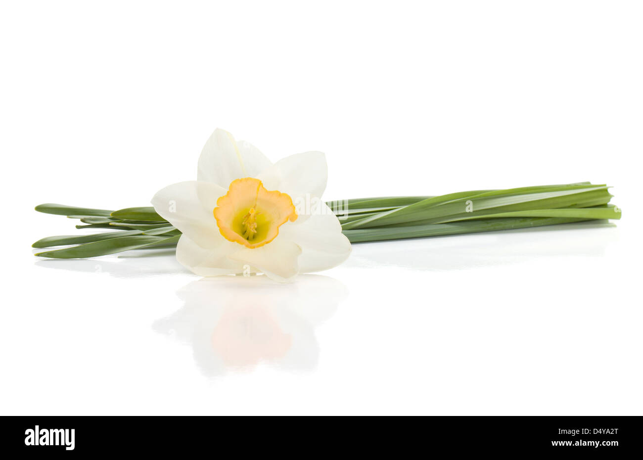 Lying white daffodil. Isolated on white background Stock Photo Alamy