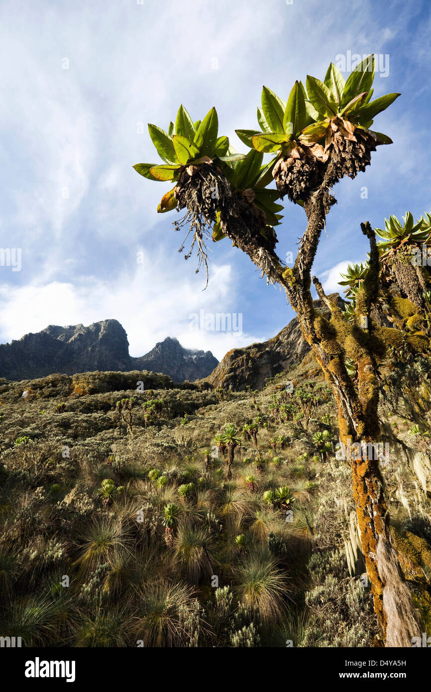 Giant Groundsel, Tree Senecio (dendrosenecio erici-rosenii) with moss and lichen (usnea). Mobuku Valley. Rwenzori, Uganda. Stock Photo