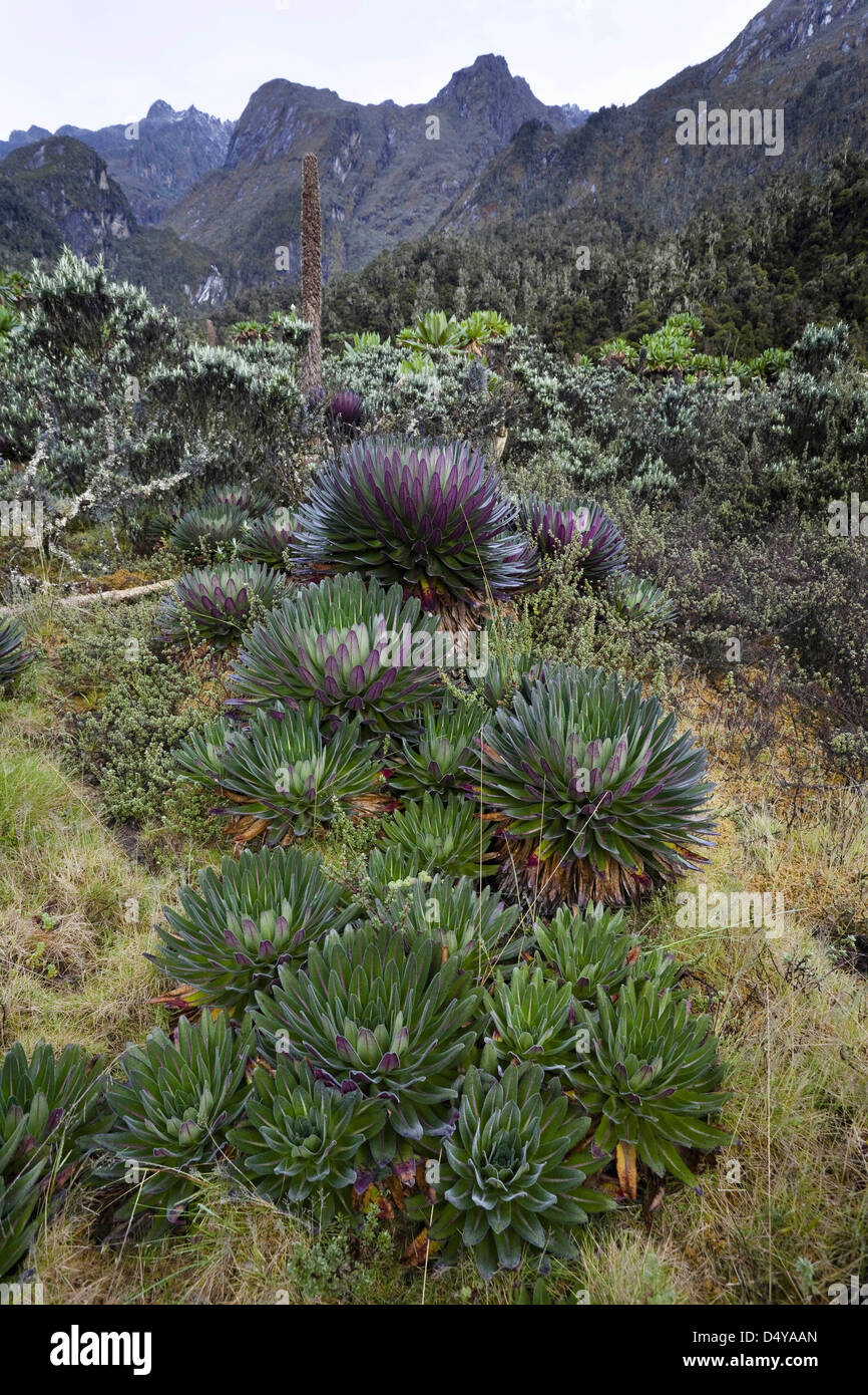 The Giant Lobelias (Lobelia bequaertii) of the Rwenzoris. Stock Photo