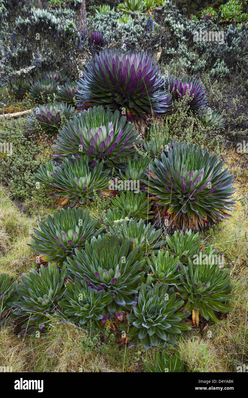 The Giant Lobelias (Lobelia bequaertii) of the Rwenzoris. Stock Photo