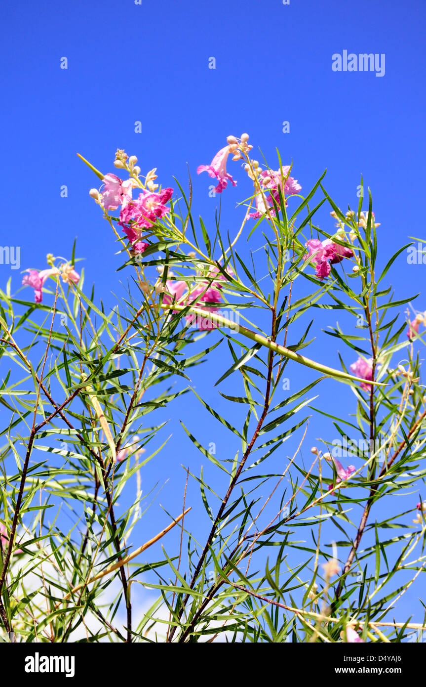 Texas sage is a popular ornamental plant in the desert southwest of the United States Stock Photo