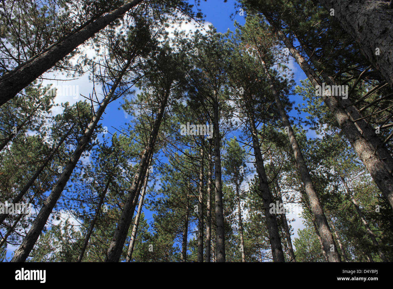 Pine trees skyward - Notranjska, Slovenia Stock Photo