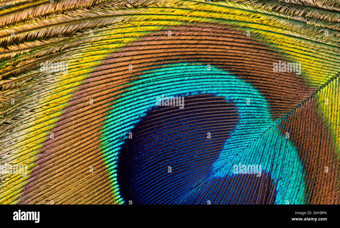 Peacock feather design hires stock photography and images Alamy