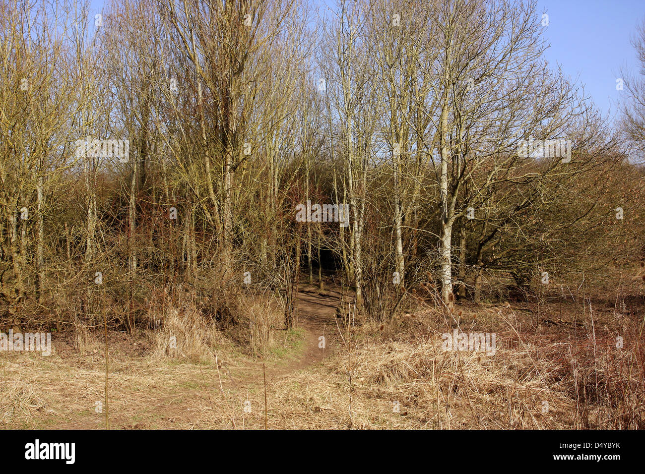 Spring woodland path with young trees Stock Photo - Alamy