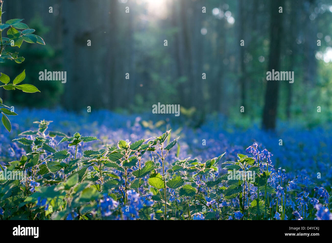 Bluebells in an area of English woodland Stock Photo - Alamy