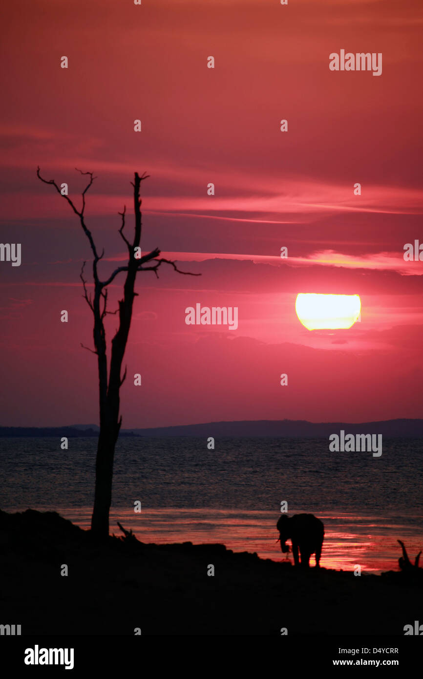 Zimbabwe, Bumi Hills. The sun sets as a lone elephant watches from the shore of Lake Kariba. Stock Photo