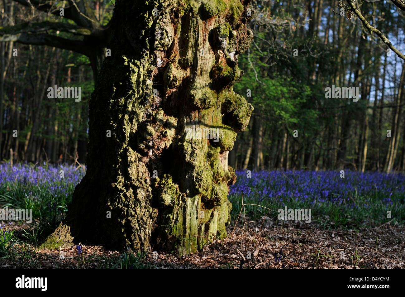 An old knobbly tree in an area of woodland in Cockernhoe/Tea Green, Hertfordshire, England. Stock Photo