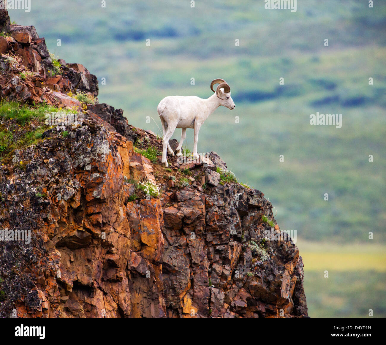 Dall Sheep Ovis Dalli Polychrome Pass Denali National Park dall-sheep-ovis-dalli-polychrome-pass-denali-national-park