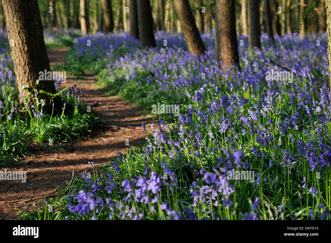 Bluebells in an area of English woodland Stock Photo - Alamy