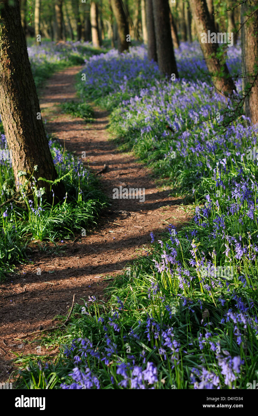 Bluebells in an area of English woodland. Stock Photo