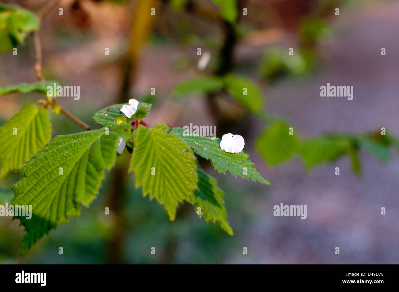 Blossom rests on the leaves of an ash tree during spring in an area of woodland in Kenilworth, England. Stock Photo