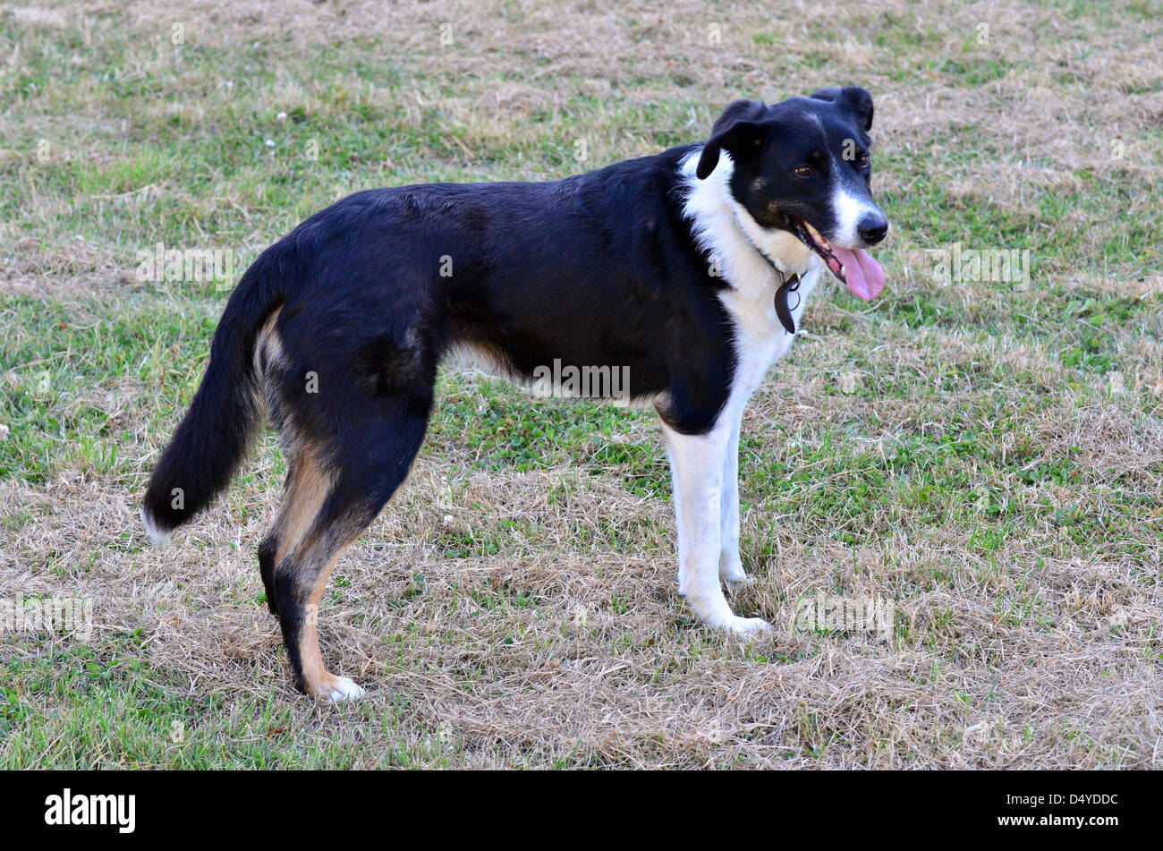 Black Dog With White Paws High Resolution Stock Photography and Images ...
