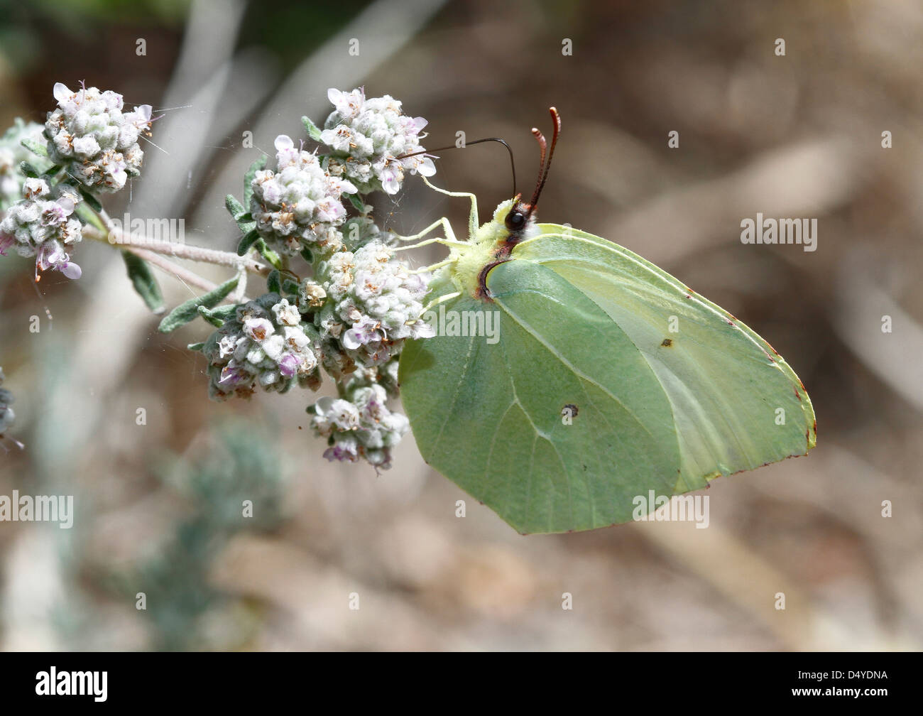 butterfly licking nectar Stock Photo