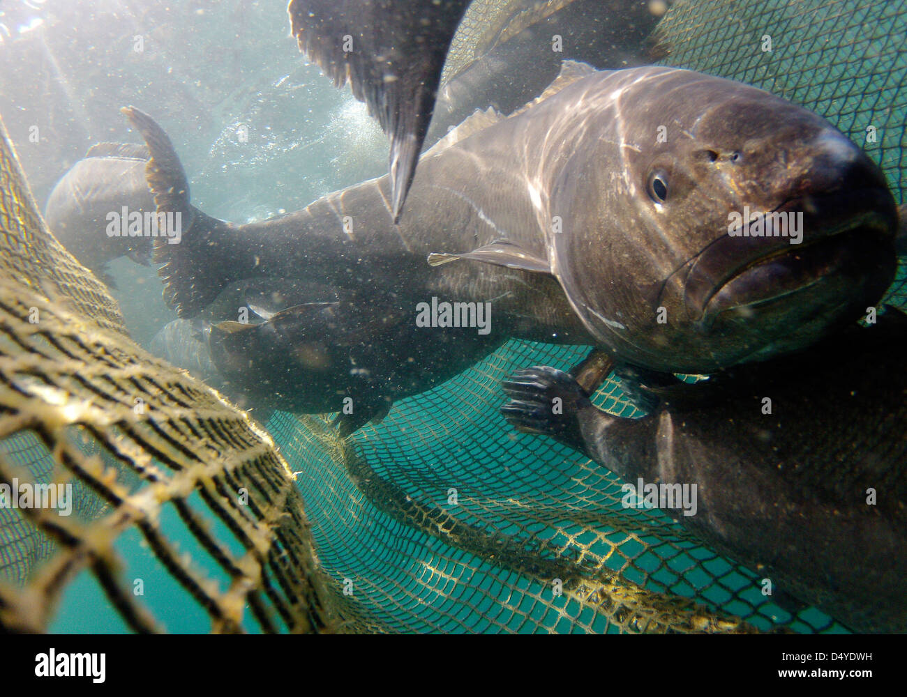 Fish net underwater Cut Out Stock Images & Pictures - Alamy
